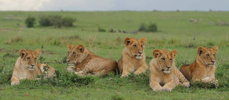 See Lions on a Classic Lodge Safari.