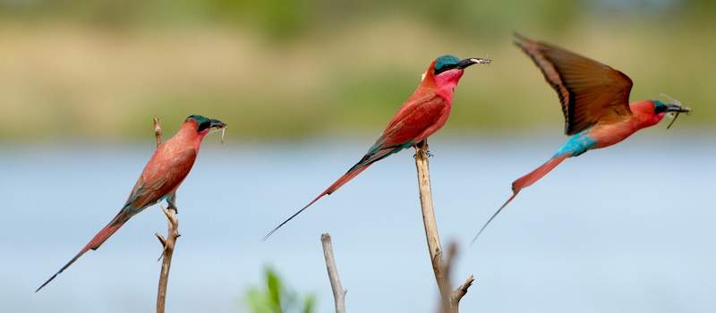 Southern Carmine Bee-eaters.