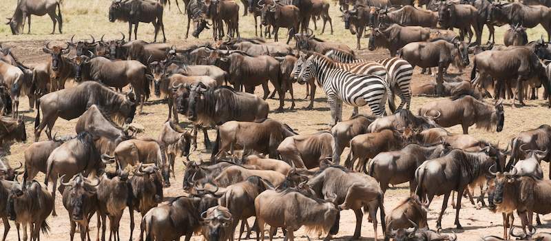 Great Migration in the Masai Mara.